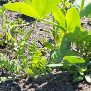 Fertilizer BIO